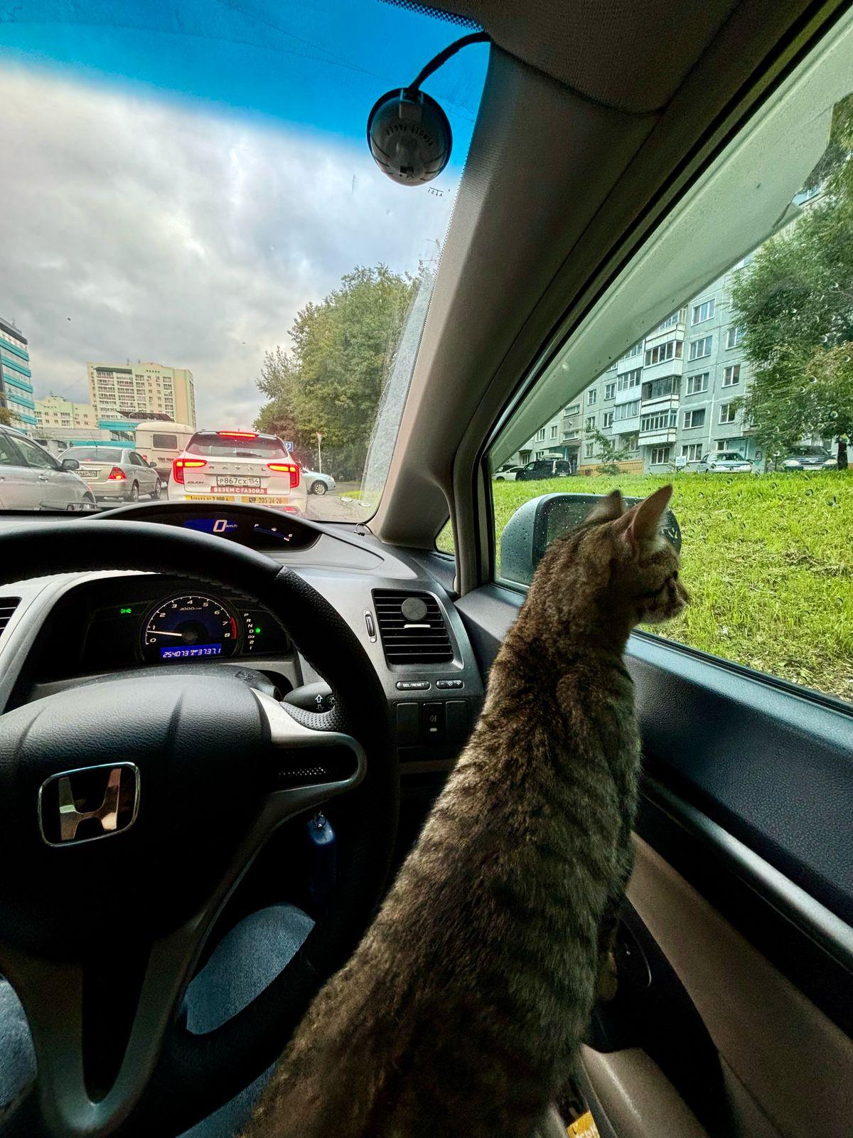 Фото В снегу и за рулем: в Новосибирске опубликовано свыше 50 фото милых питомцев к Дню кошек 48 - Сиб.ФМ Фото В снегу и за рулем: в Новосибирске опубликовано свыше 50 фото милых питомцев к Дню кошек 48